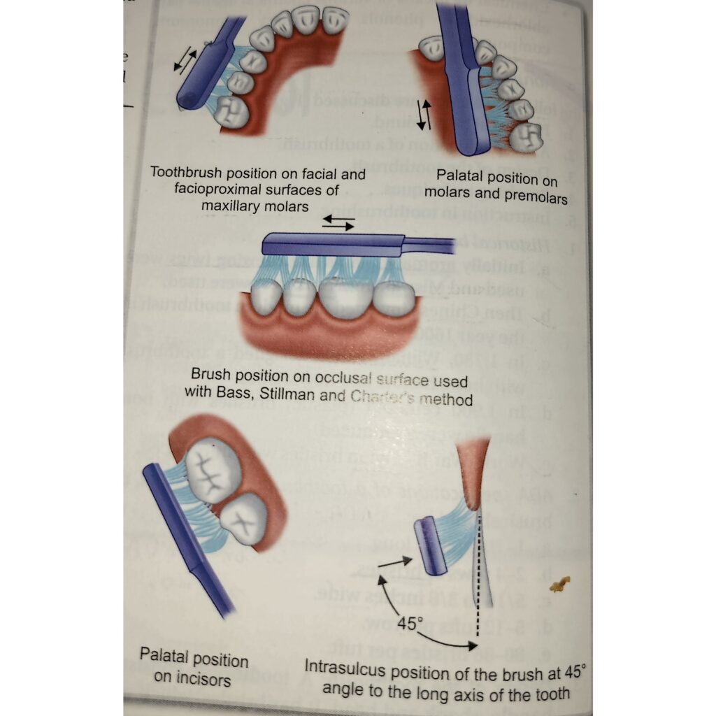 modified bass technique of toothbrushing most popular